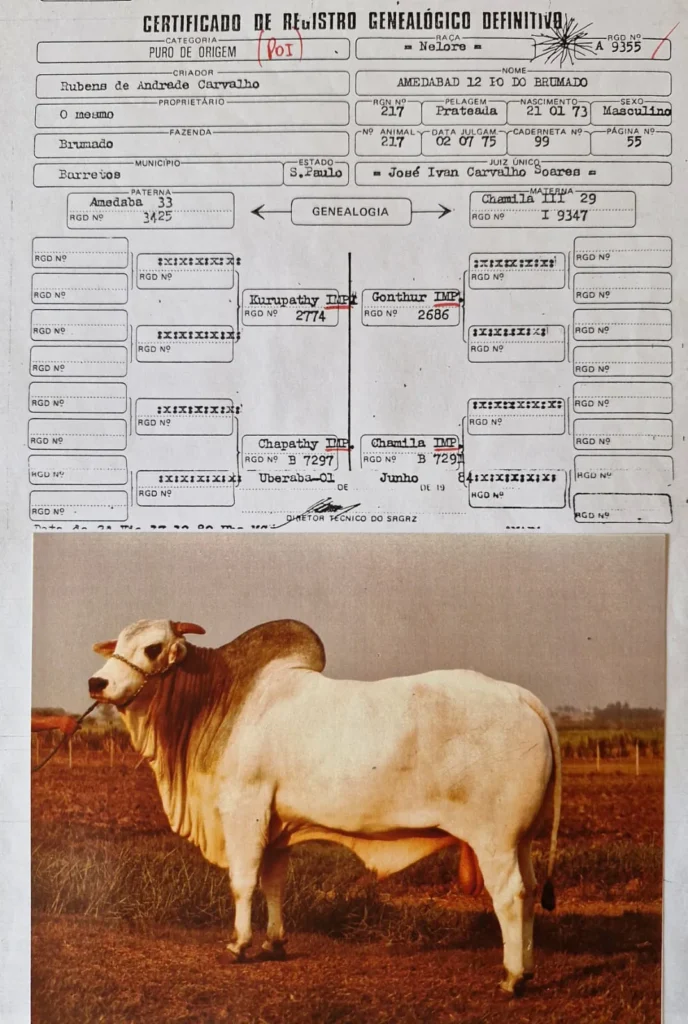 Amedabad 12 PO do Brumado