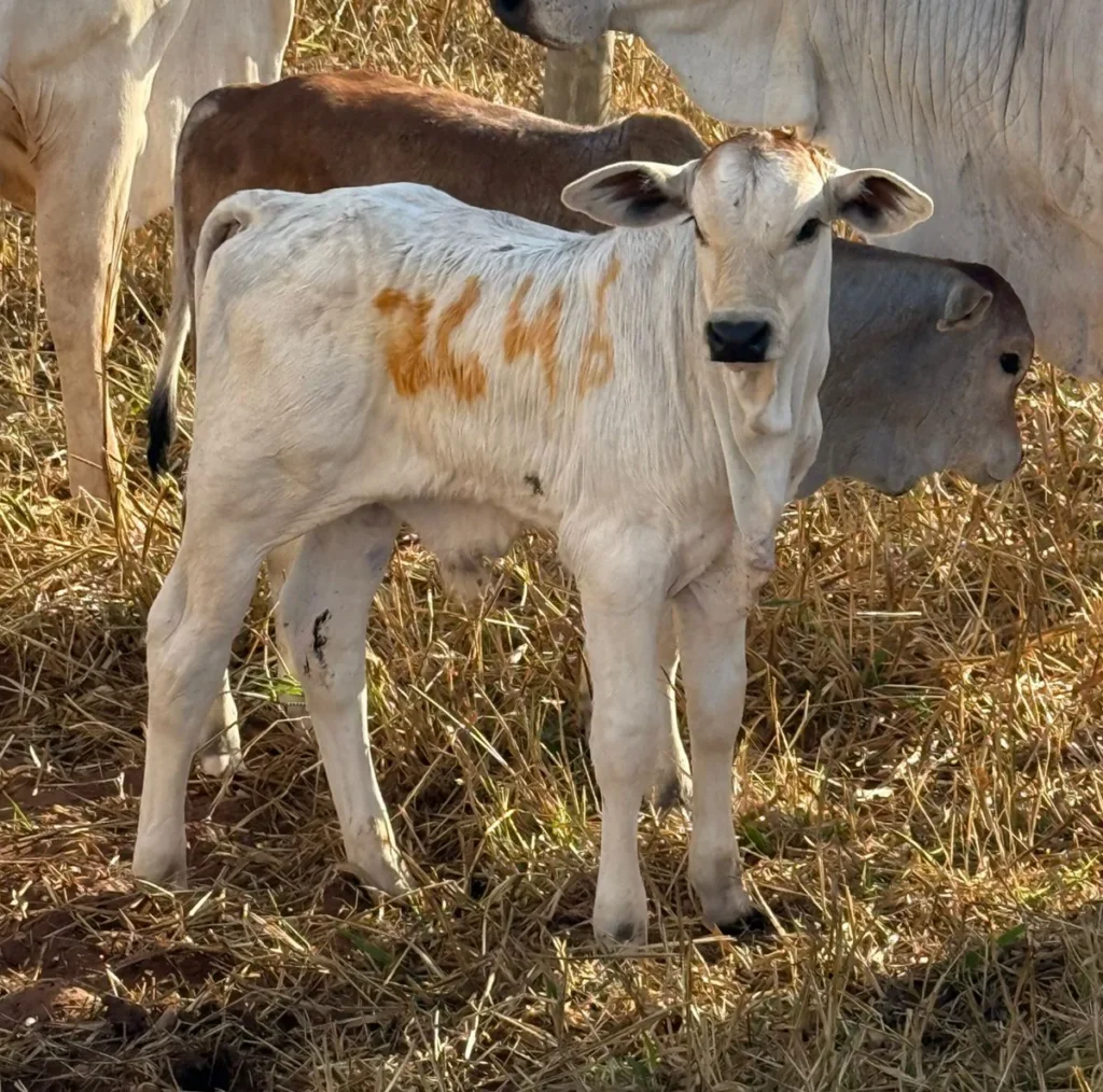 Nelore nascendo na seca