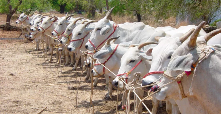 Vacas Nelore Indianas