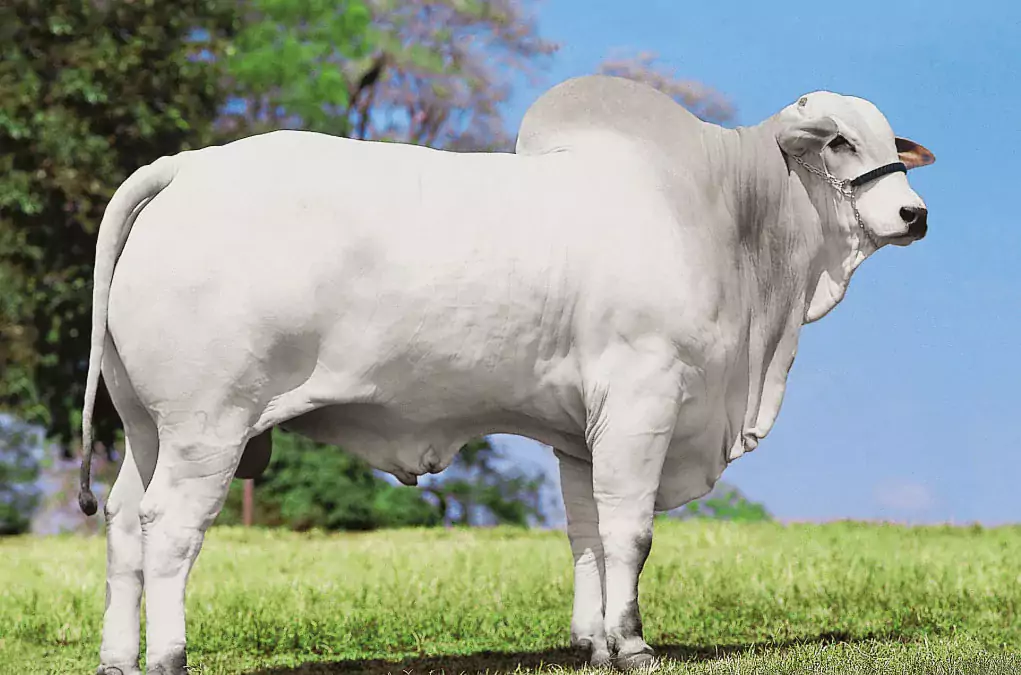 Bacana da Japaranduba