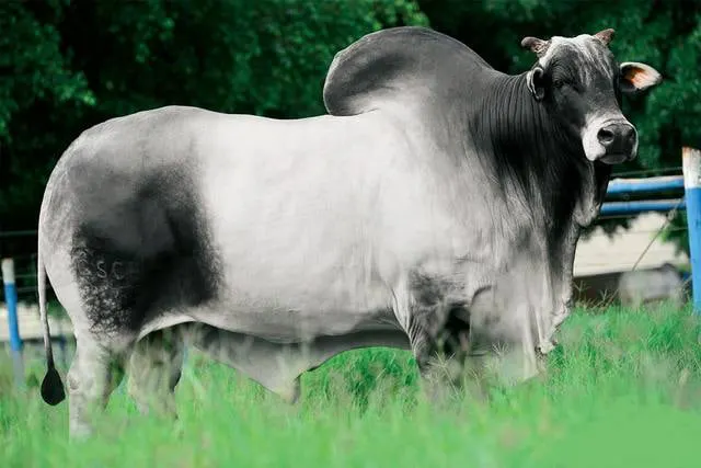 Funcionário de Naviraí