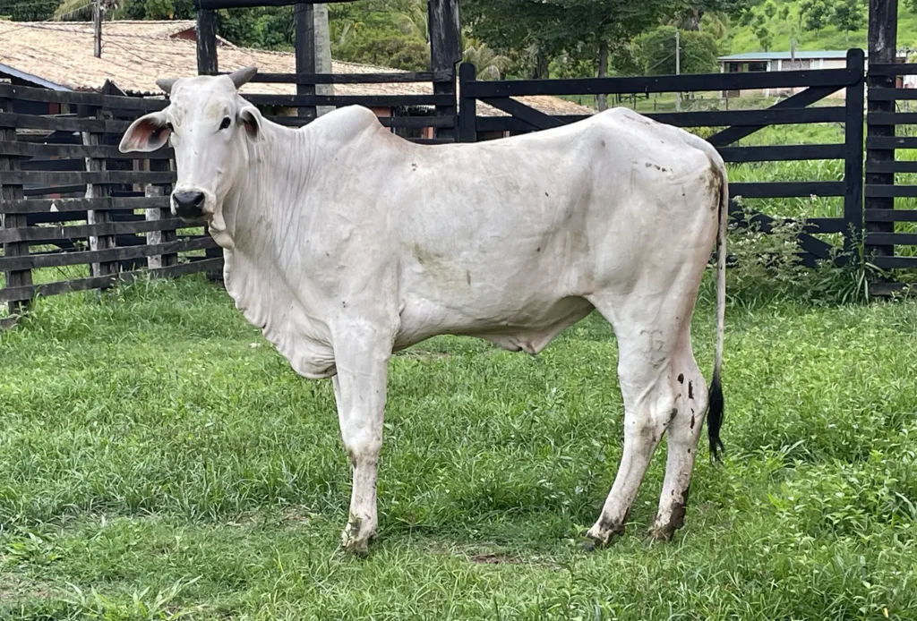 Polianna FIV da J.Garcia - JOGA 3540