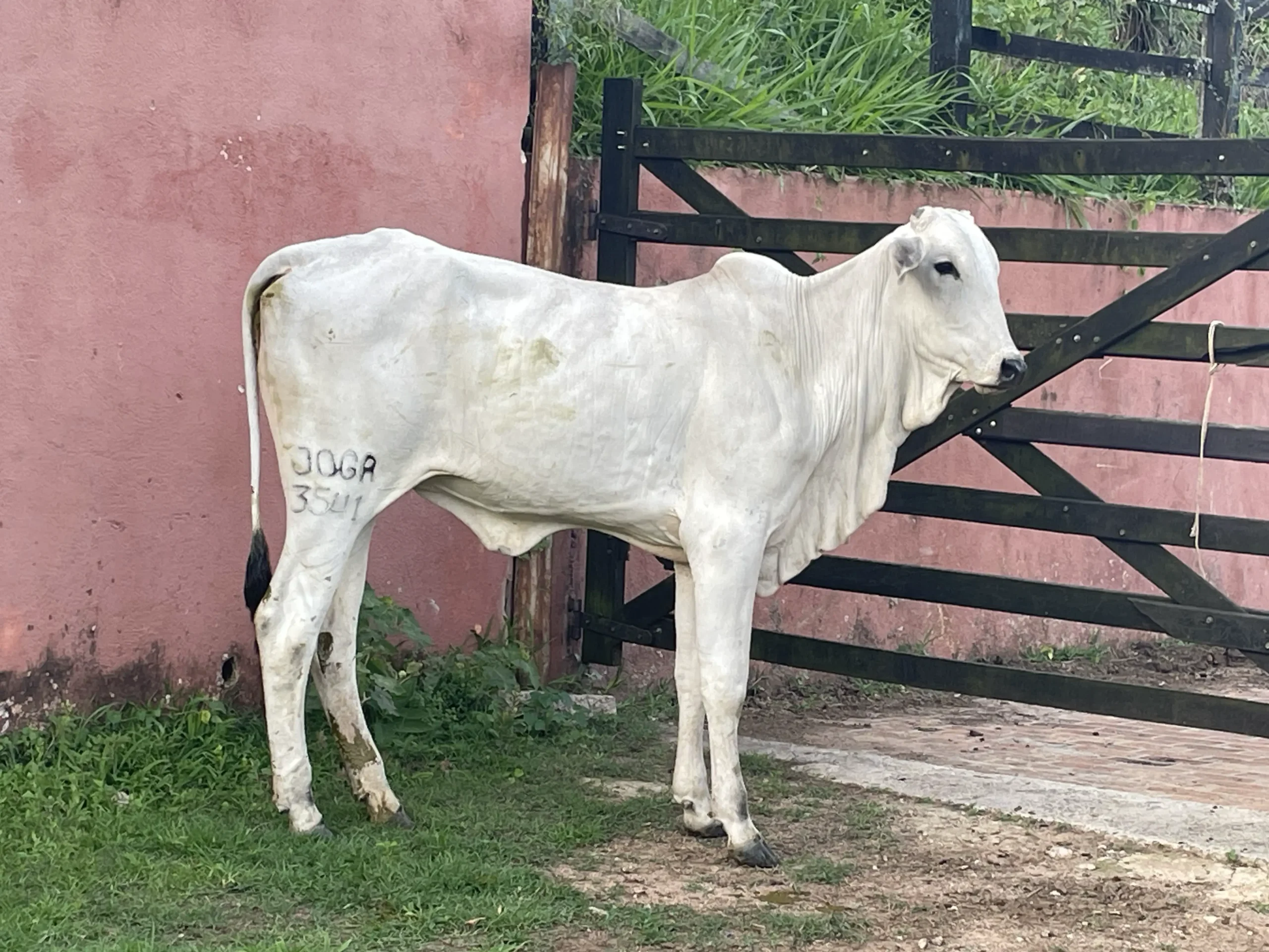 Plumas FIV J.Garcia - JOGA 3541