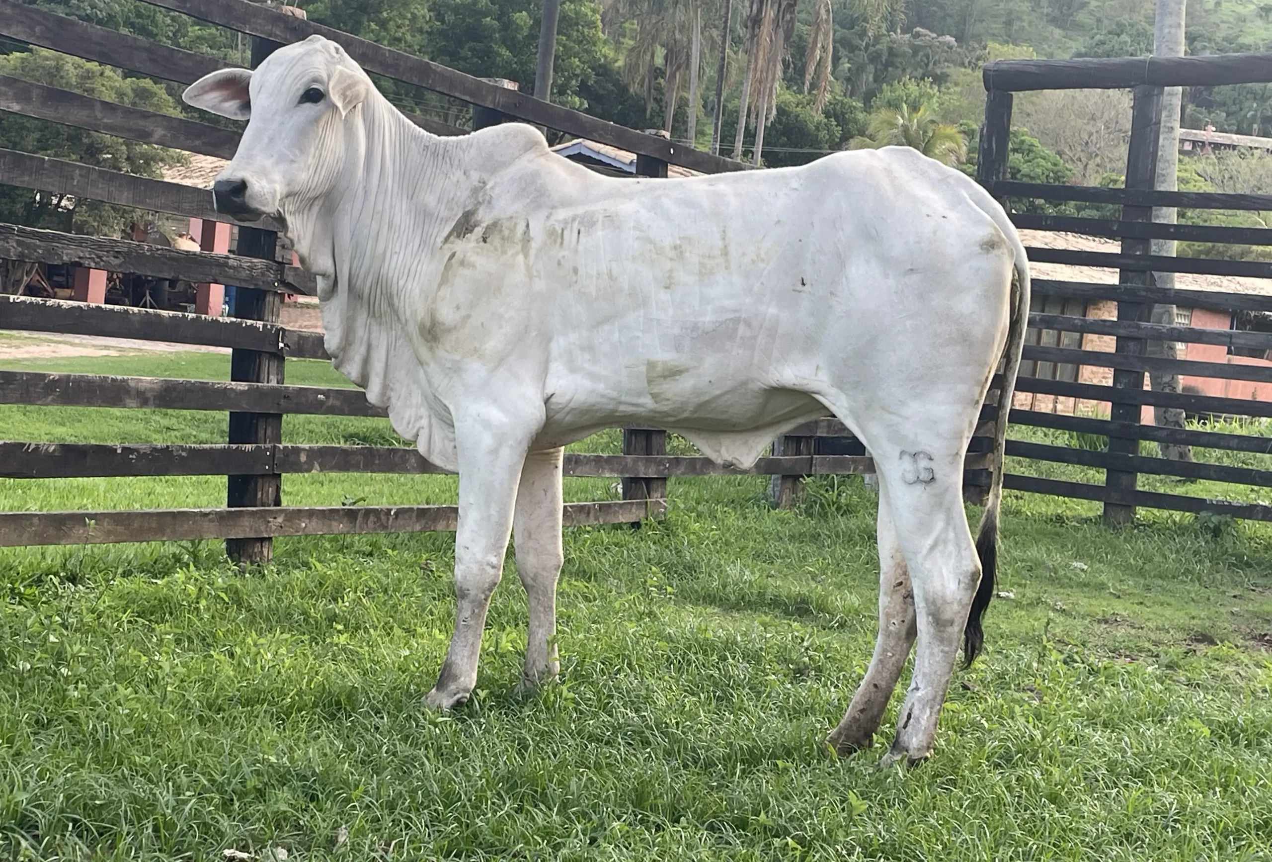 Pandora FIV da J.Garcia (JOGA 3542)