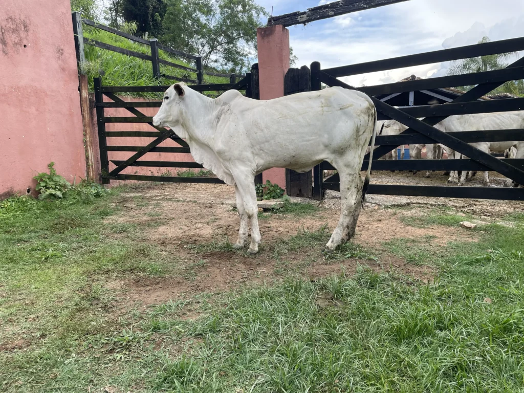 Piastra FIV da J.Garcia - JOGA 3546