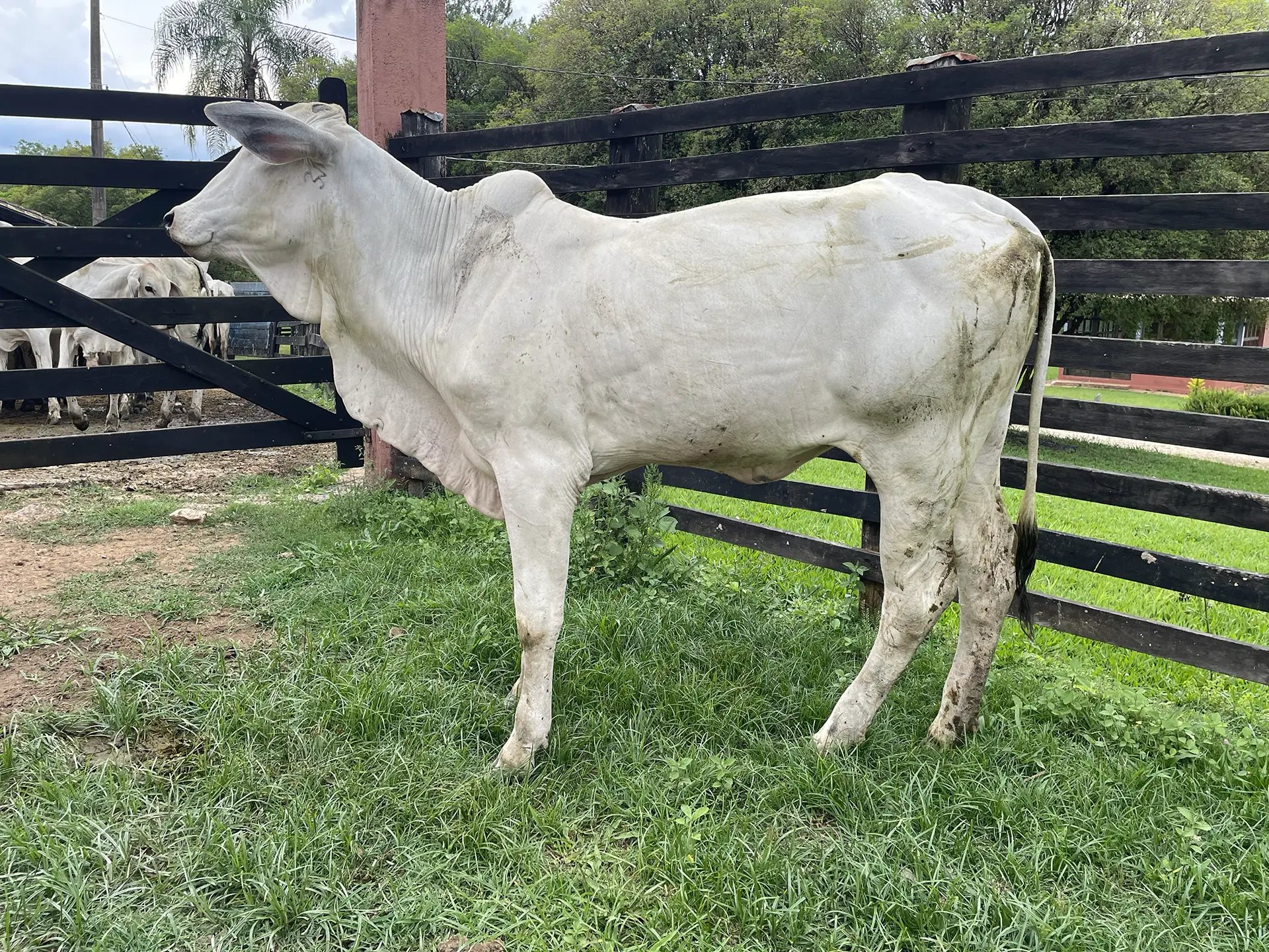 Piastra FIV da J.Garcia - JOGA 3546