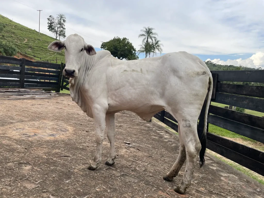 Pandora FIV da J.Garcia (JOGA 3542)