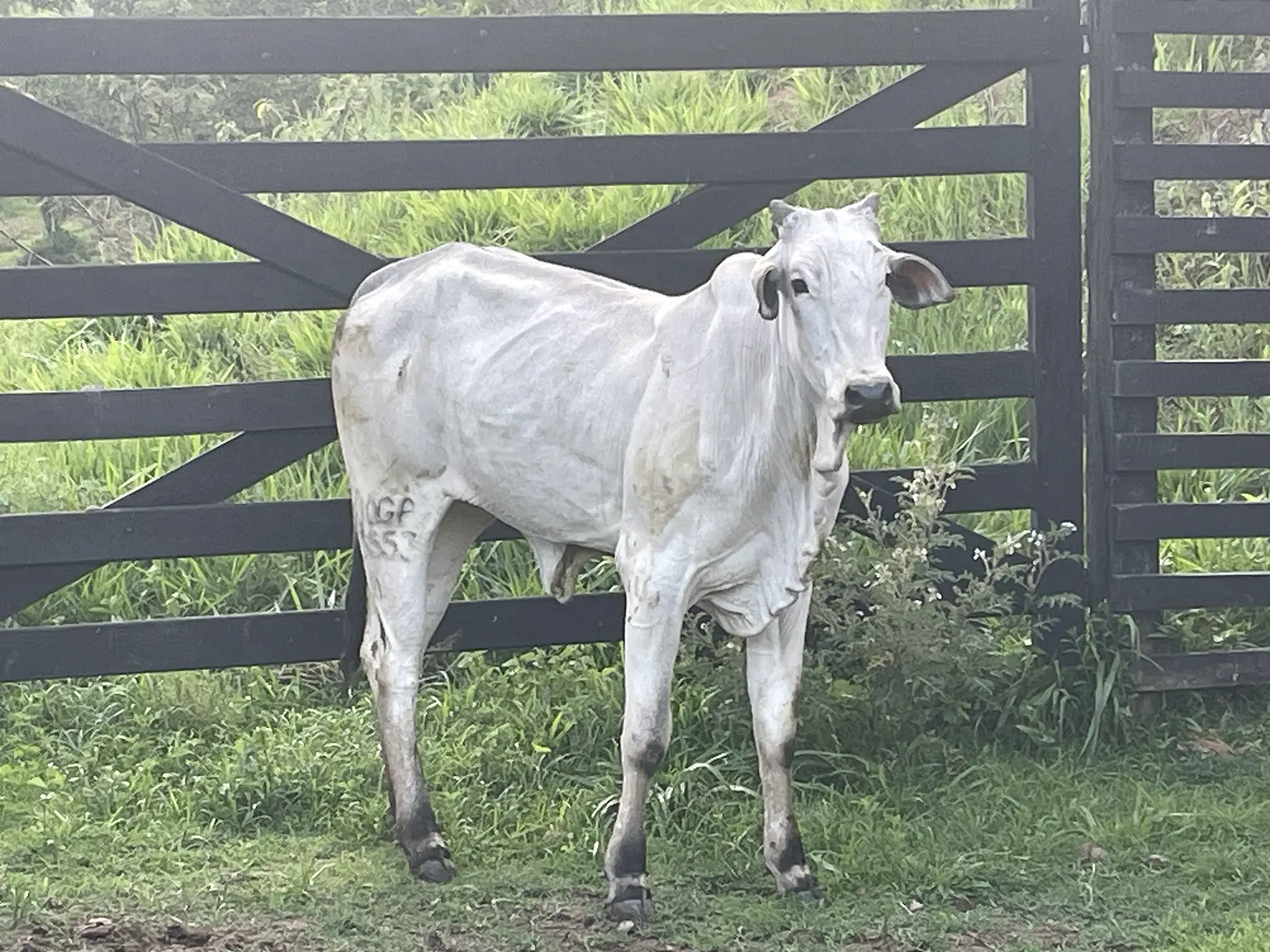 Pakita FIV da J.Garcia -JOGA 3553