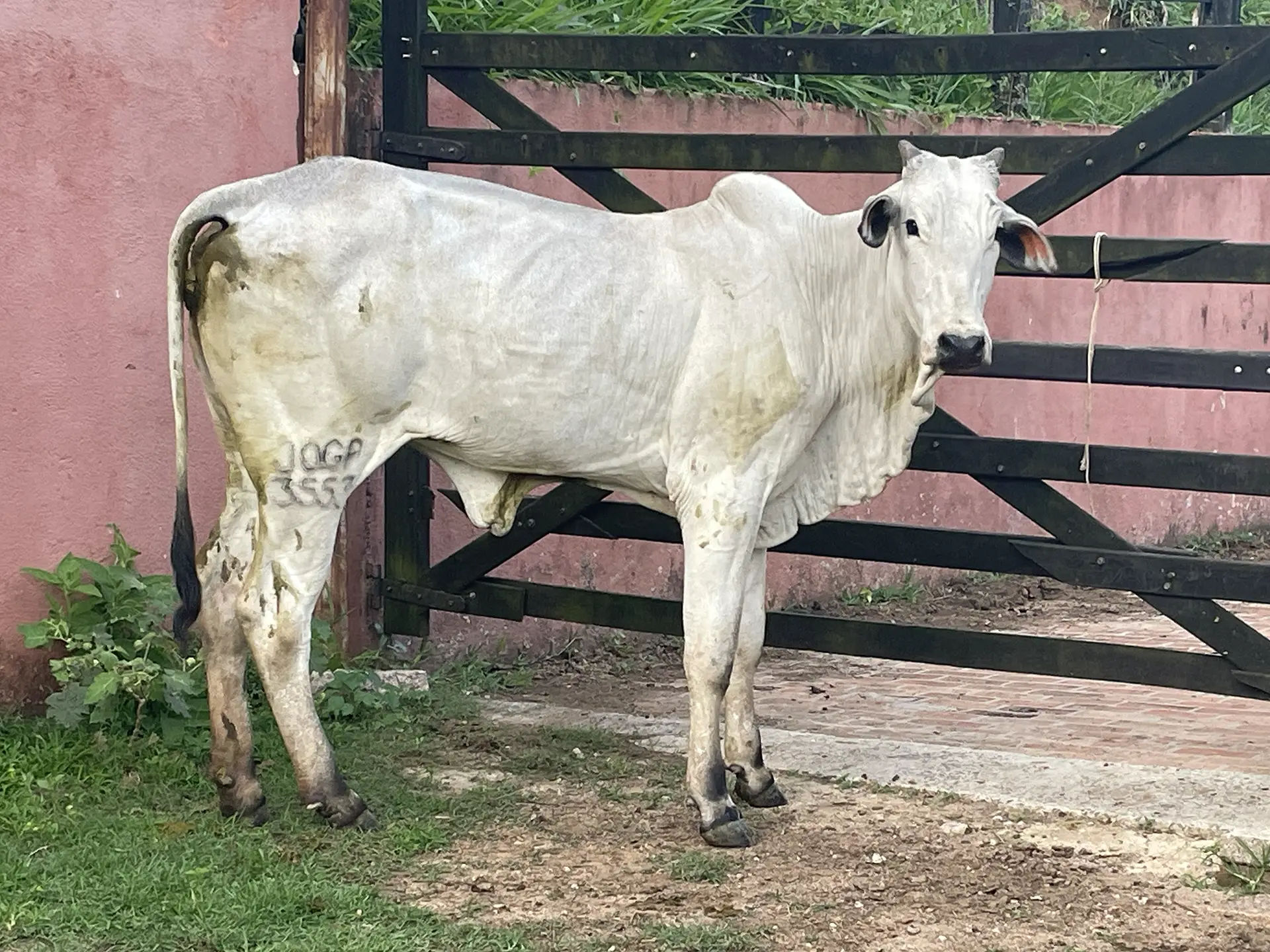 Pakita FIV da J.Garcia -JOGA 3553