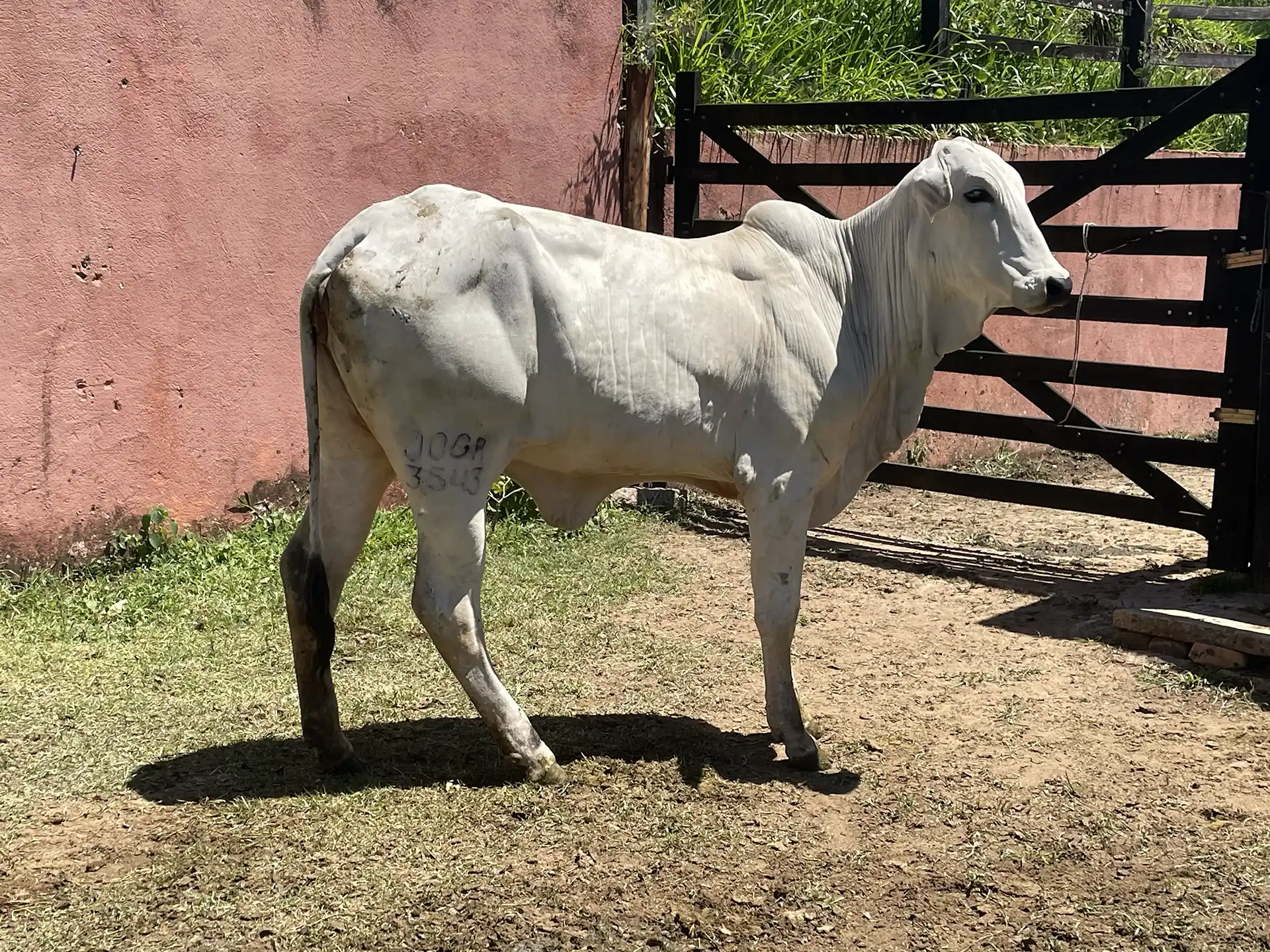 JOGA 3543 - Pastri FIV da J.Garcia