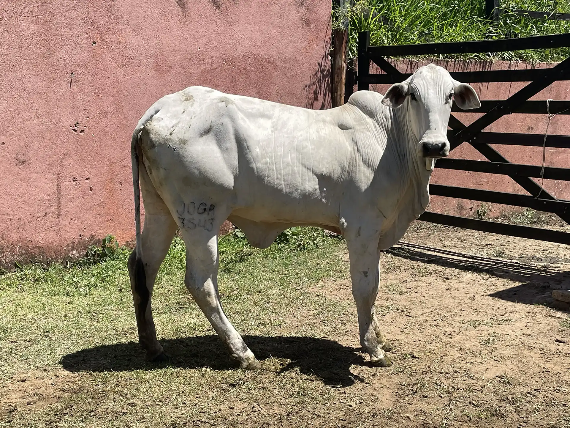 JOGA 3543 - Pastri FIV da J.Garcia