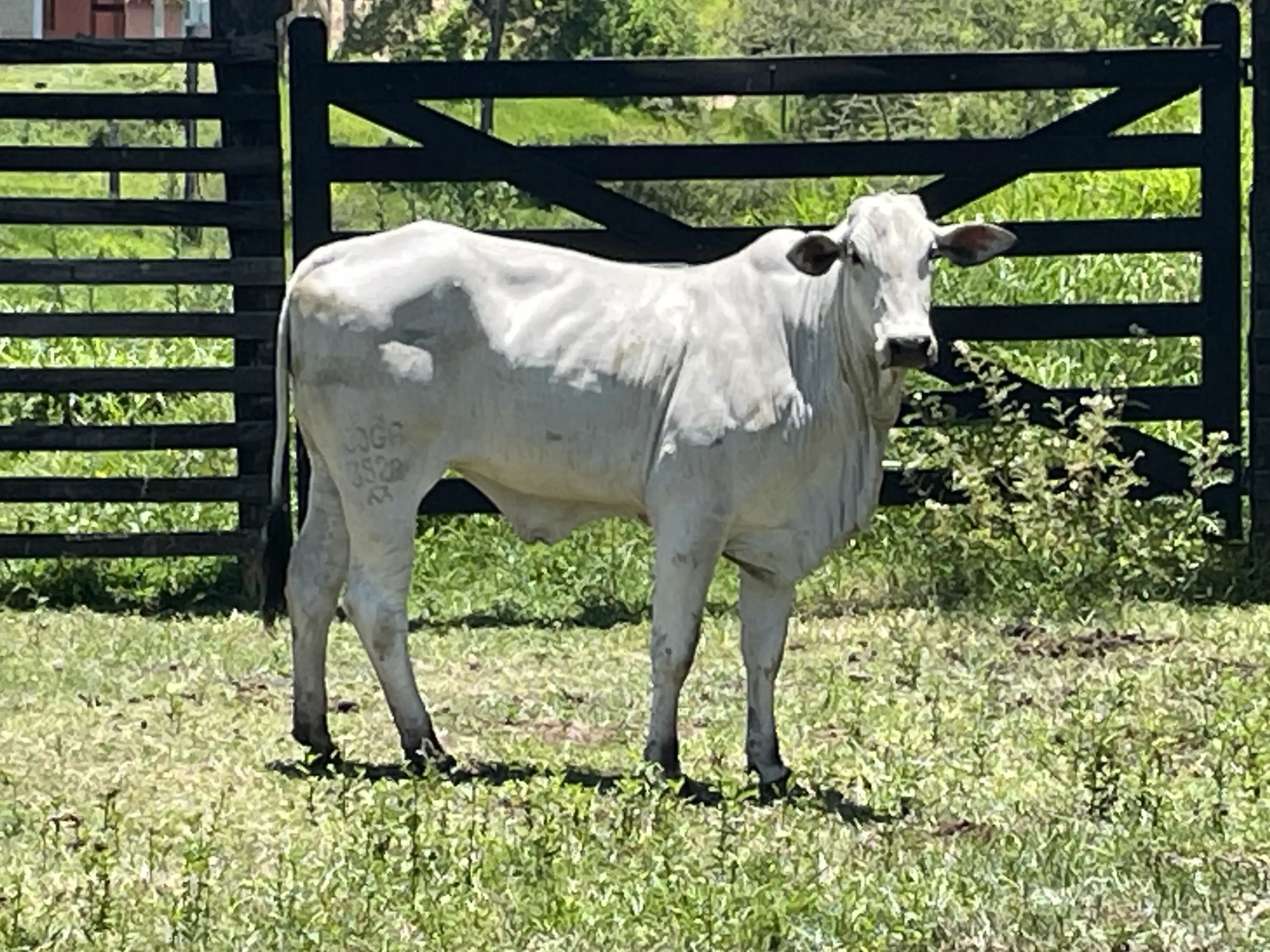 Joga 3528 - Paloma FIV da J.Garcia