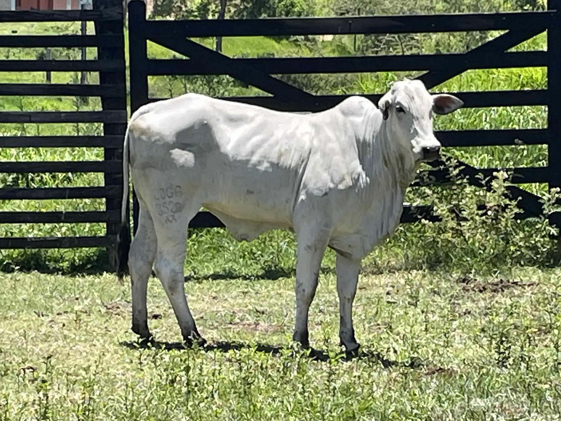 Joga 3528 - Paloma FIV da J.Garcia