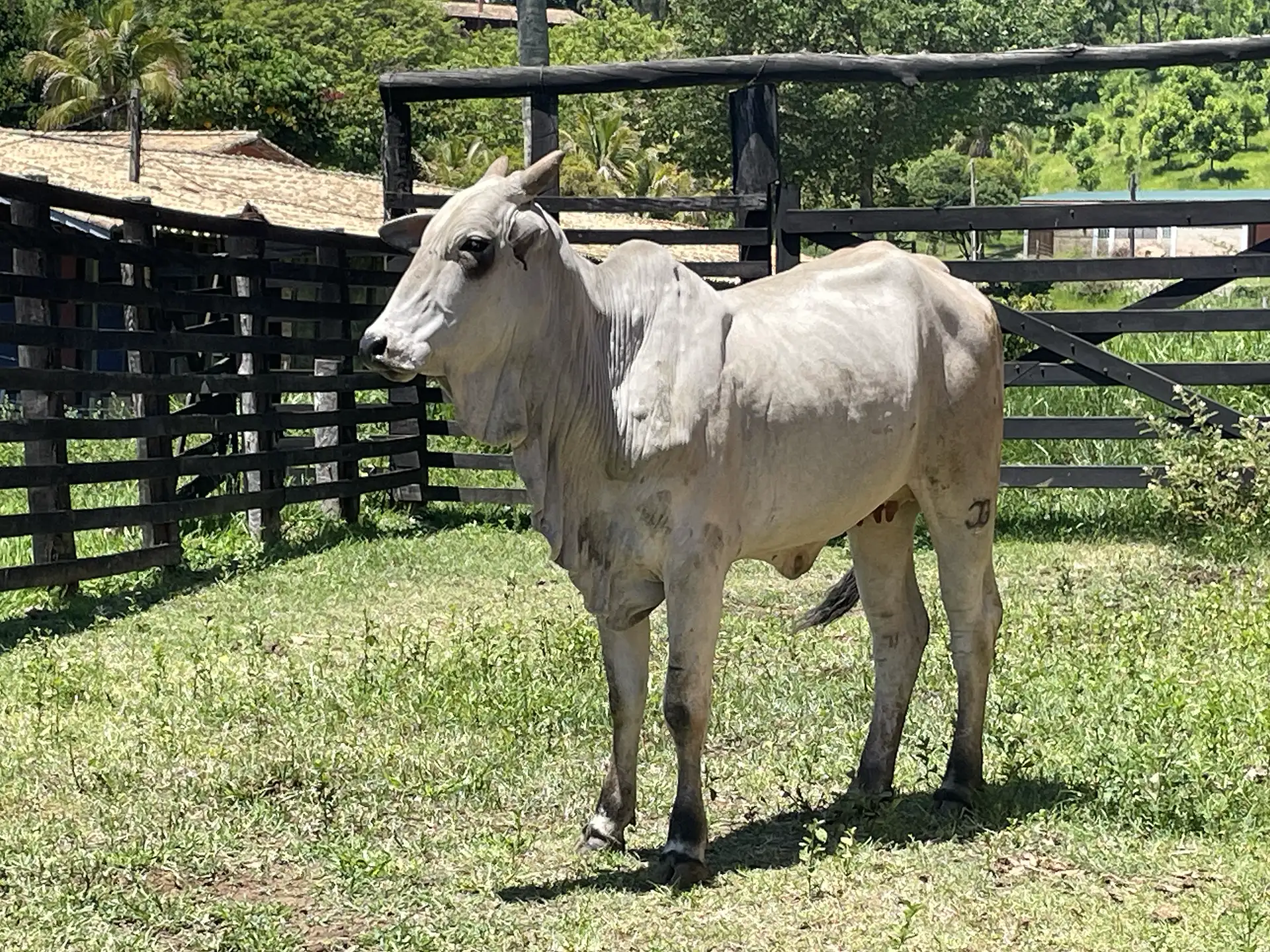 Joga 3531 - PROCHASCKA FIV DA J.GARCIA