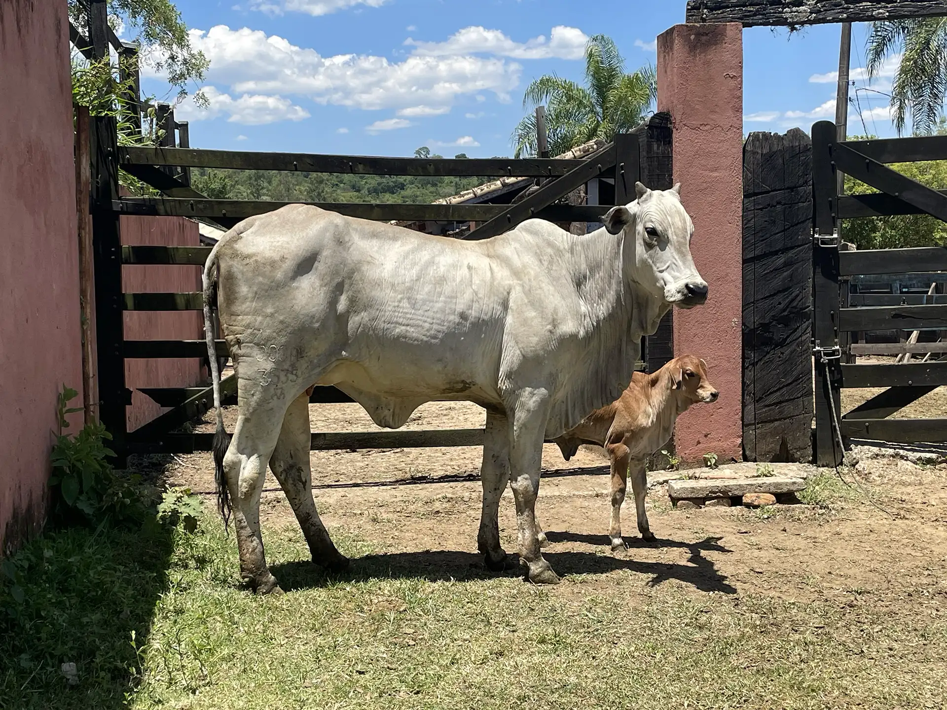 Joga 3535 - Pantufa FIV da J.Garcia