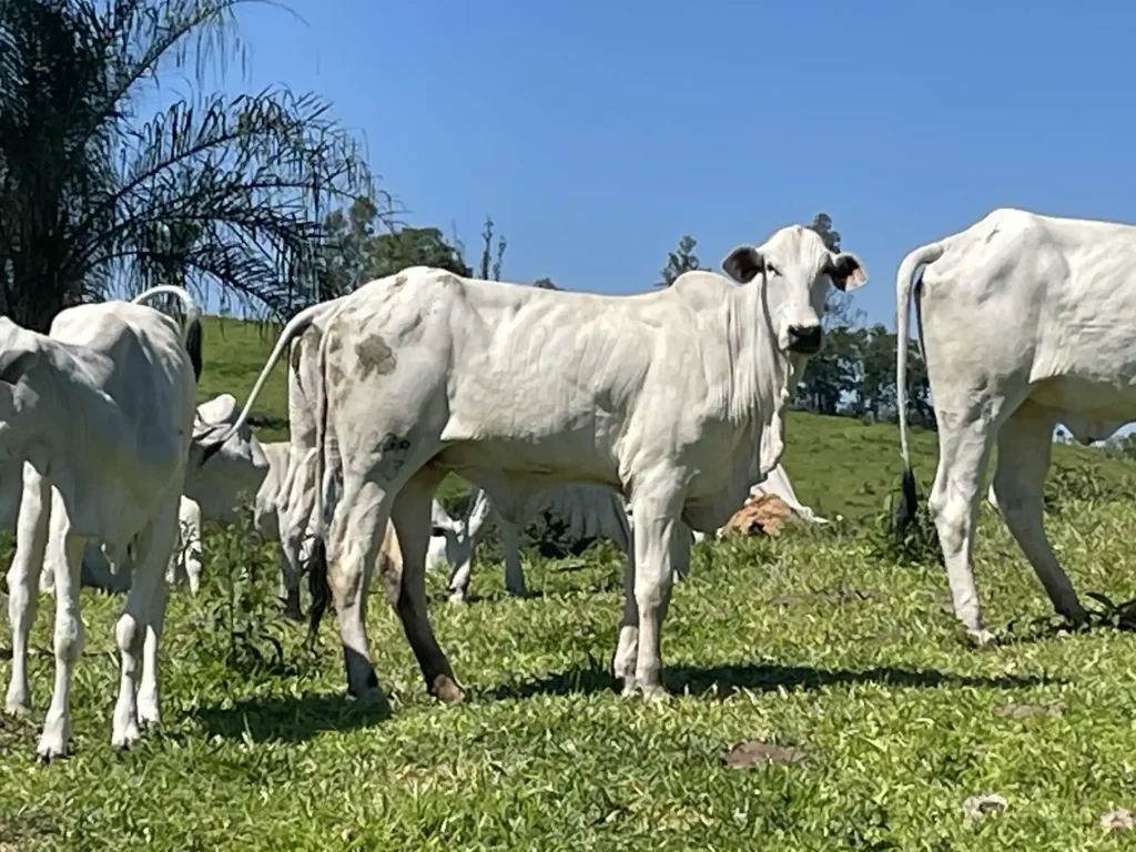 JOGA 3543 - Pastri FIV da J.Garcia