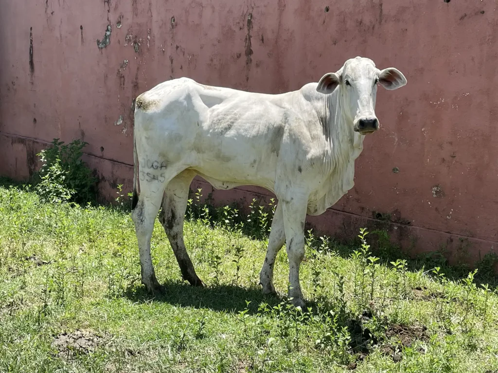 Joga 3545 - Platina FIV da J.Garcia