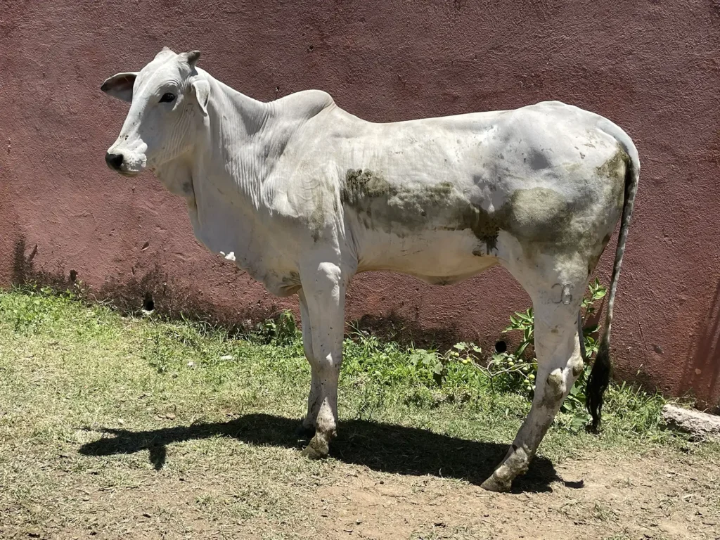 Joga 3548 - Platinada FIV da J.Garcia