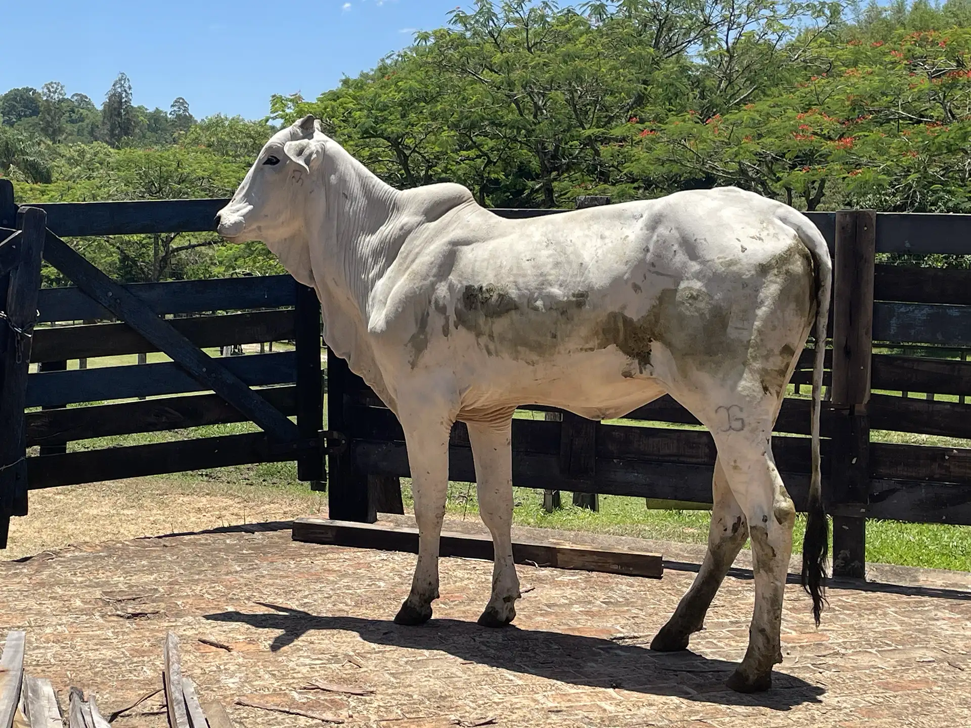 Joga 3548 - Platinada FIV da J.Garcia