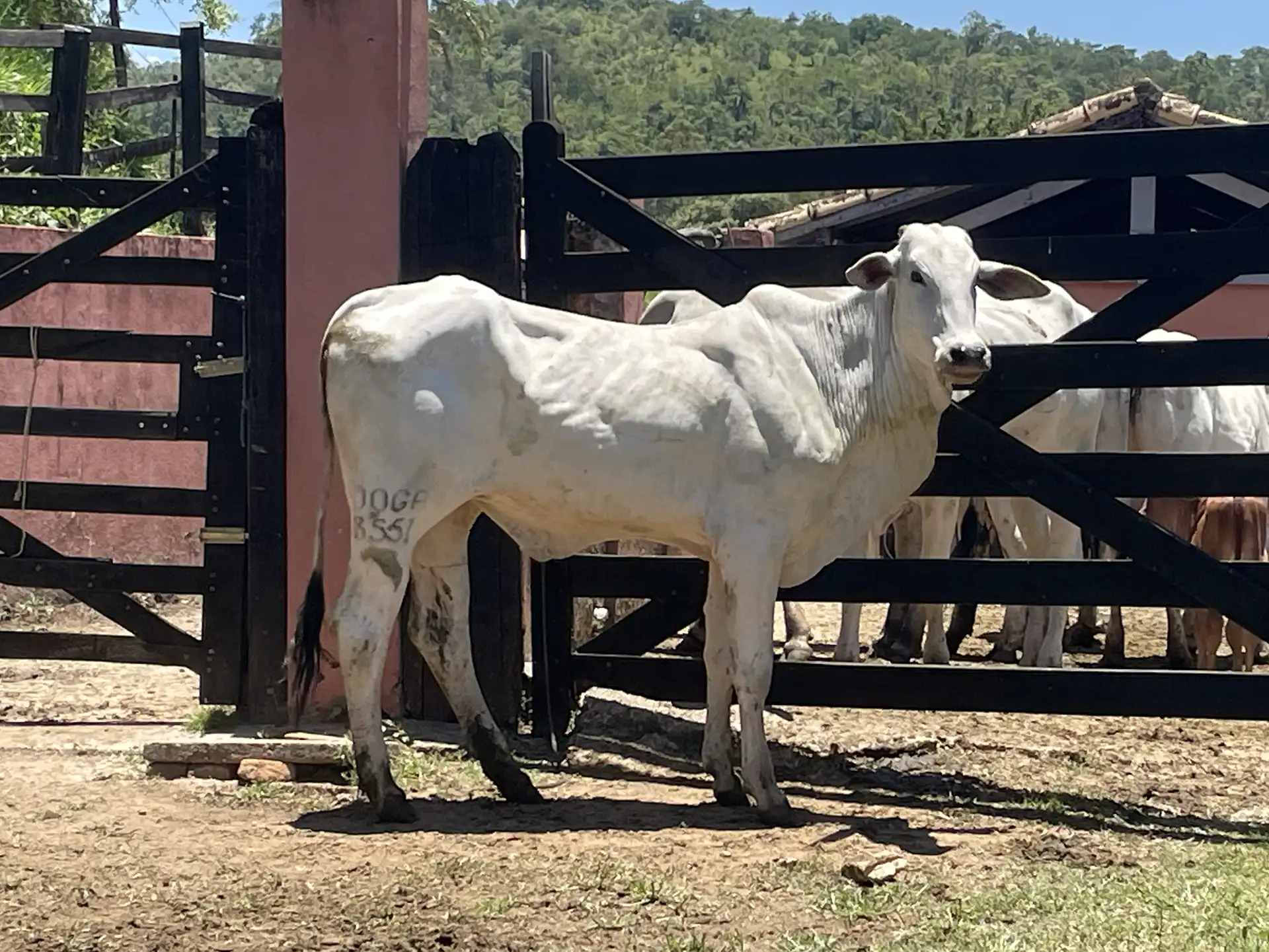 Joga 3551 - Princess FIV da J.Garcia