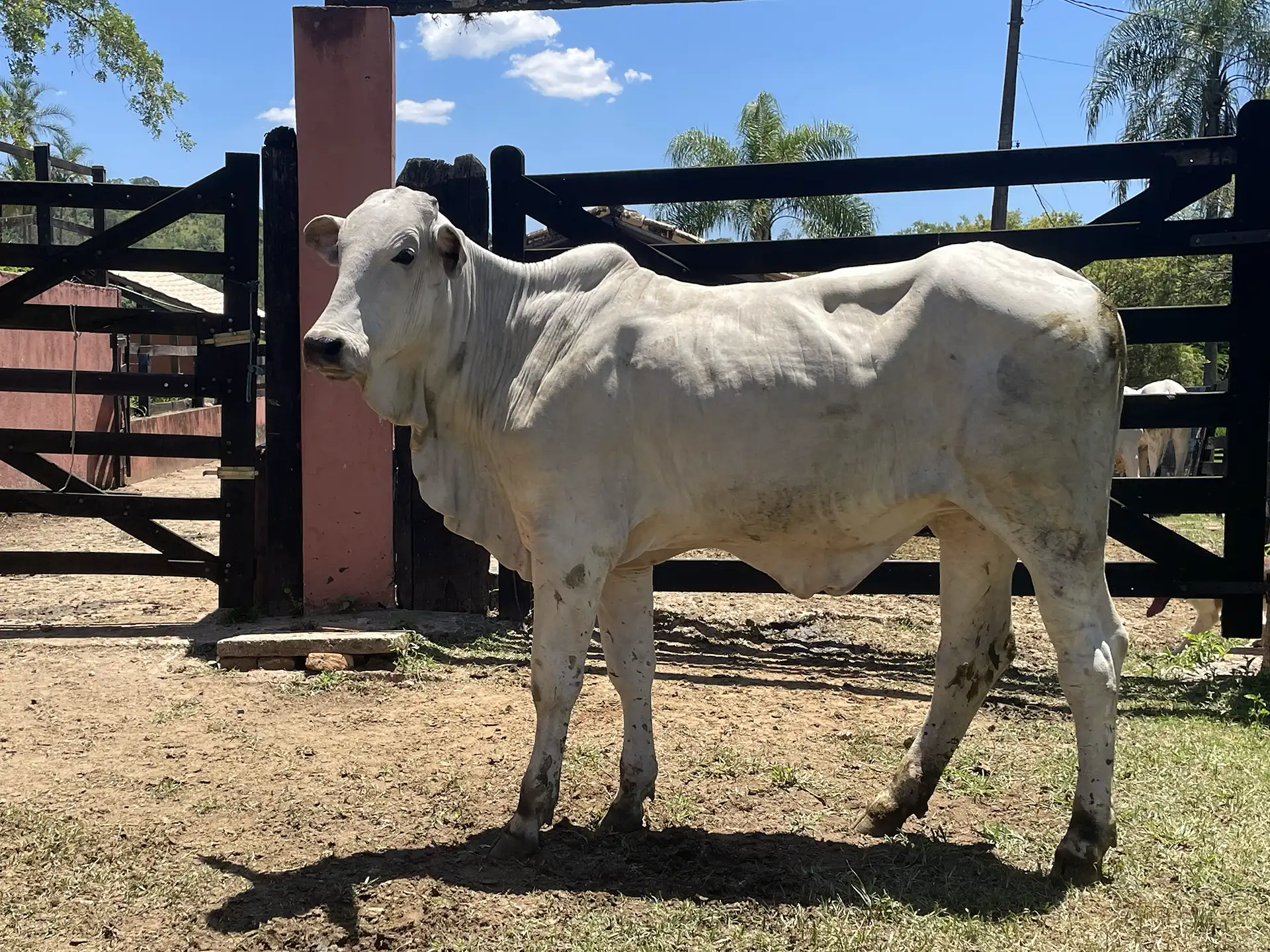 WFG 1185 - Robótica