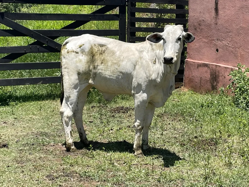 WFG 1187 - Rosalinda