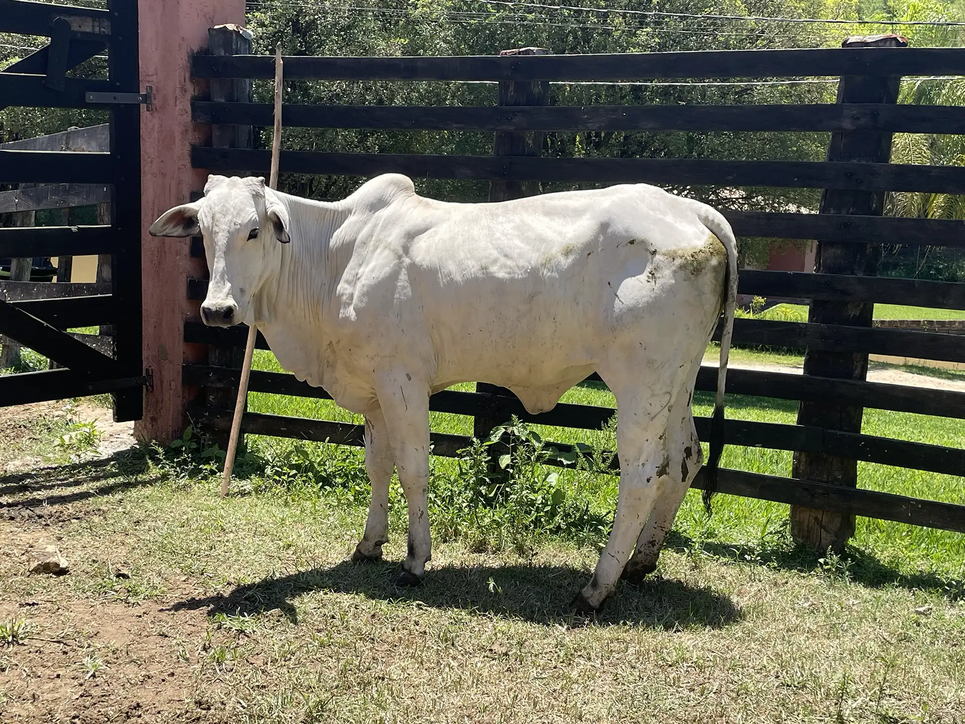 WFG 1187 - Rosalinda