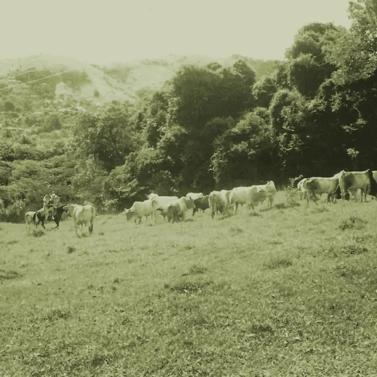Gado Zebu Paioça Jequitiba